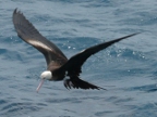 Frigate Bird.JPG (179 KB)
