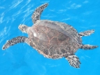 Green Turtle.JPG (213 KB)