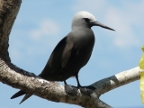 Lesser Noddy.JPG (159 KB)