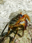 crab.JPG (136 KB)
