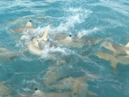sharks.JPG (70 KB)