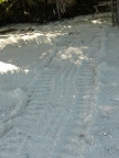 turtle track.JPG (107 KB)