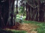 Banyan Trees (60 KB)
