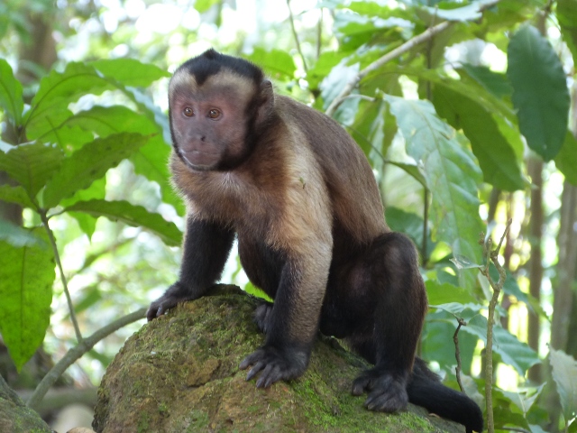 Capucin Monkey