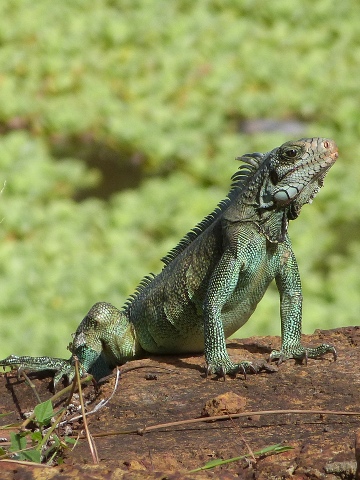 Iguana1