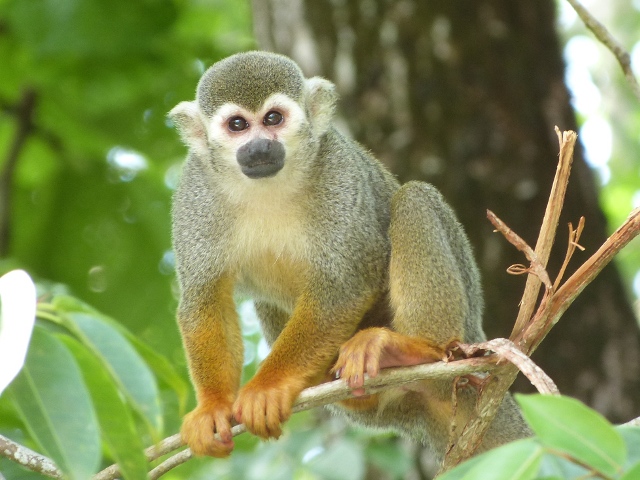 Monkey