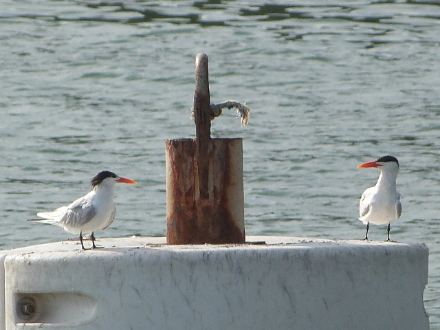 Terns