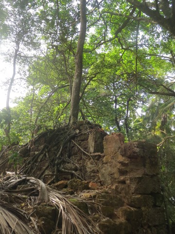 Tree On Wall