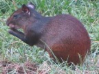 Agouti (145 KB)