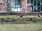 Agoutis (126 KB)