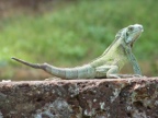 Iguana2 (149 KB)