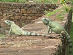 Iguanas (131 KB)