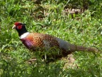 Pheasant (191 KB)