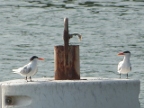 Terns (199 KB)