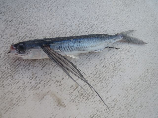 Flying Fish