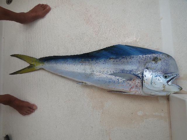 FreshMahi
