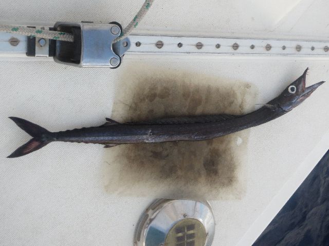 SnakeMackerel