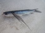 FlyingFish (77 KB)