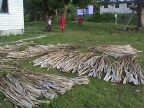 Pandanus Drying (150 KB)