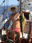 Mahi-Mahi (134 KB)