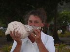 Triton Shell (36 KB)