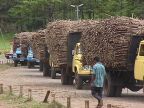 Cane Trucks (139 KB)