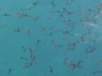 Balolo in Water (98 KB)