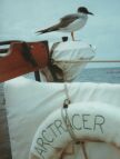 Aboard (36 KB)