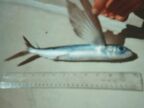 Flying Fish (25 KB)