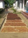 Cloves Drying.JPG (80 KB)