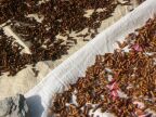 Cloves Drying Closeup.JPG (91 KB)
