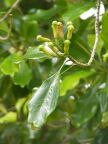 Cloves Tree.JPG (42 KB)