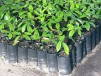 Nutmeg Seedlings.JPG (93 KB)