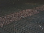 Nutmegs Drying.JPG (81 KB)