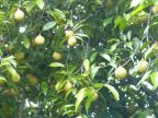 Nutmegs Tree.JPG (73 KB)