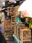 bird market.JPG (121 KB)