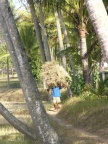 carrying grass.JPG (197 KB)