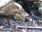 Bearded Pig.JPG (192 KB)