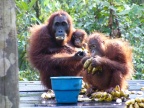 Feeding Station.JPG (168 KB)