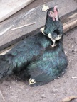 Hen.JPG (108 KB)