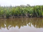 Nipa Palms.JPG (137 KB)