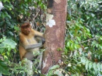 Proboscis Closeup.JPG (166 KB)