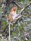 Proboscis Looking.JPG (126 KB)