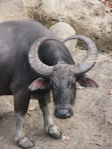 heart-shaped horns