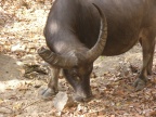 broken horn.JPG (180 KB)