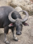 heart-shaped horns.JPG (97 KB)