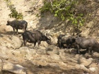 water hole.JPG (200 KB)