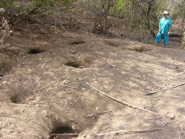 nest