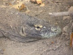 head.JPG (170 KB)