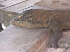 on dock.JPG (142 KB)